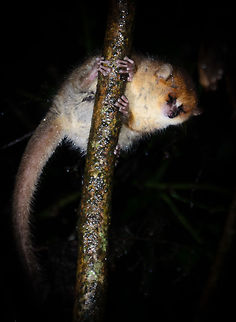 Brown mouse lemur closeup Sorry for the flash light, my little friend. Brown mouse lemur,Madagascar,Microcebus rufus,Ranomafana National Park