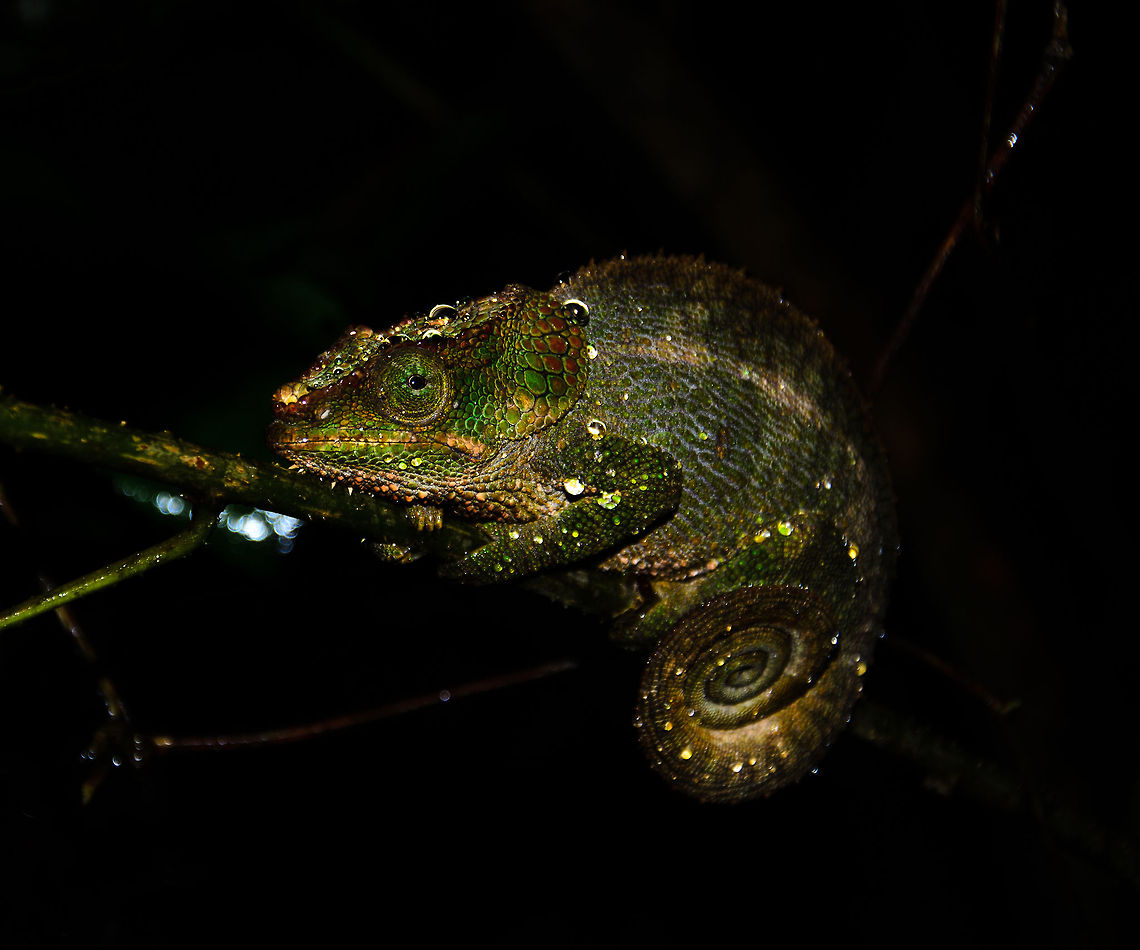 Blue-legged chameleon at night in Ranomafana I have a list of spotted chameleon names during this night walk in Ranomafana, but now I have to match the photos to the name, which is hard. This one comes closest to the Blue-legged chameleon, which is quite a mysterious creatures, hardly any information about it is available online. There are several photos, but as with most chameleons, they wildly vary in appearence based on gender, age and locality. <br />
<br />
By the way, I was quite happy with my flash light bouncing on the water drops in this shot. Almost as if there are a few dozen little flashes :) Blue-legged chameleon,Calumma crypticum,Geotagged,Madagascar,Ranomafana National Park