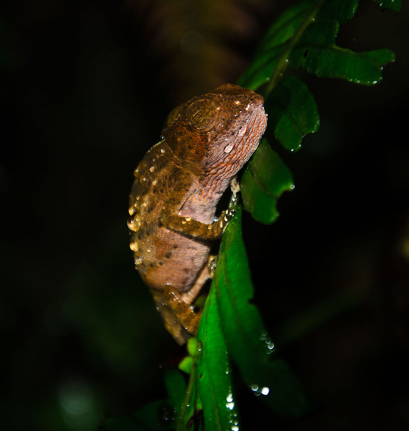 Blue-legged chameleon (juvenile) Note: I&#039;m having trouble identifying these chameleons so I have asked for help. Will update the identification as soon as I know more. Blue-legged chameleon,Calumma crypticum,Geotagged,Madagascar,Ranomafana National Park