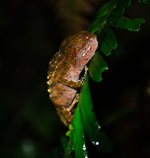 Blue-legged chameleon (juvenile) Note: I'm having trouble identifying these chameleons so I have asked for help. Will update the identification as soon as I know more. Blue-legged chameleon,Calumma crypticum,Geotagged,Madagascar,Ranomafana National Park