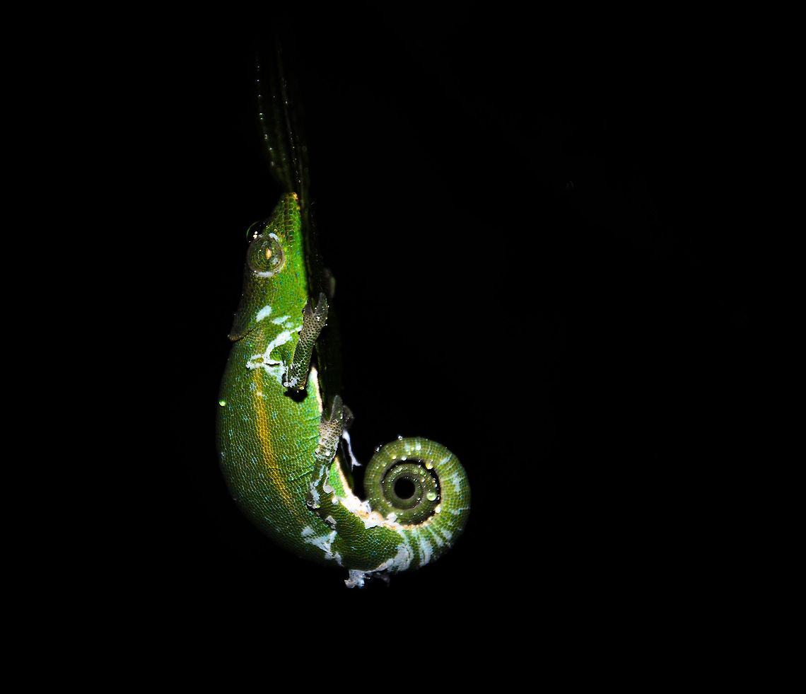 Malagasy Side-striped chameleon at night in Ranomafana Note: I&#039;m having trouble identifying these chameleons so I have asked for help. Will update the identification as soon as I know more. Calumma gastrotaenia,Geotagged,Madagascar,Ranomafana National Park