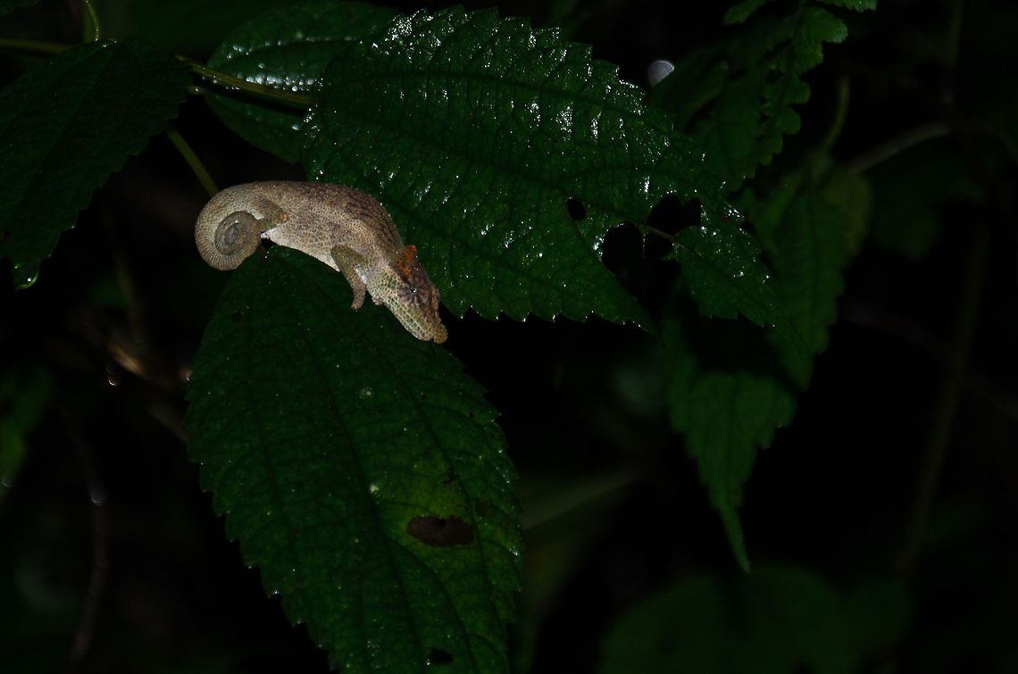 Big-nosed chameleon, Ranomafana Note: I&#039;m having trouble identifying these chameleons so I have asked for help. Will update the identification as soon as I know more. Big-nosed chameleon,Calumma nasutum,Geotagged,Madagascar,Ranomafana National Park
