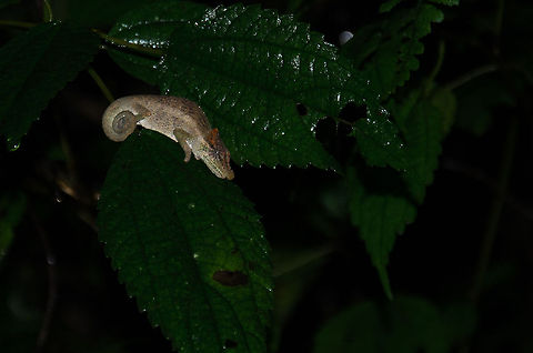 Big-nosed chameleon, Ranomafana Note: I'm having trouble identifying these chameleons so I have asked for help. Will update the identification as soon as I know more. Big-nosed chameleon,Calumma nasutum,Geotagged,Madagascar,Ranomafana National Park