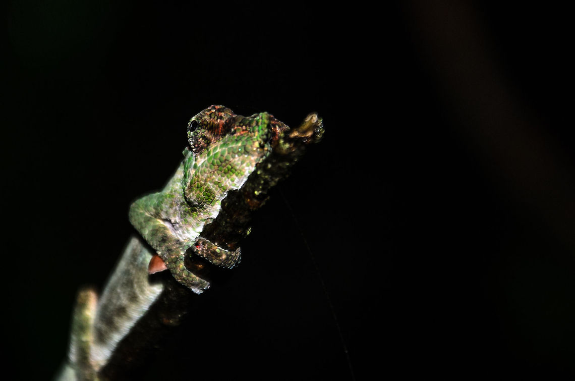 Big-nosed chameleon closeup in Ranomafana Note: I&#039;m having trouble identifying these chameleons so I have asked for help. Will update the identification as soon as I know more. Big-nosed chameleon,Calumma nasutum,Geotagged,Madagascar,Ranomafana National Park