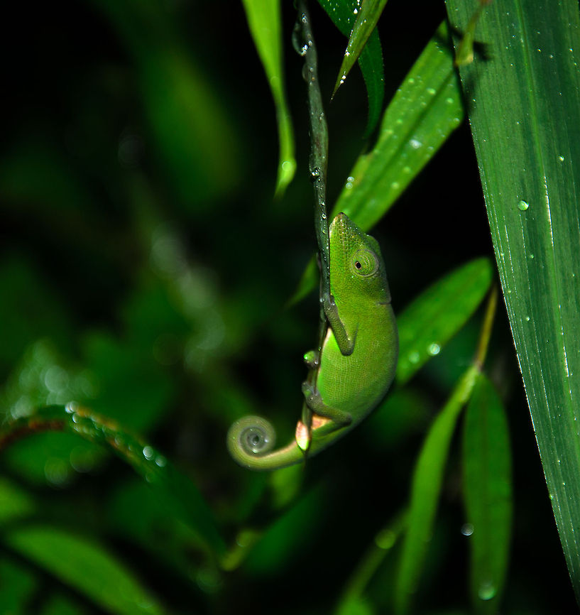 Calumma gastrotaenia in Ranomafana Note: specie identified with the help of Nick Garbutt. Calumma gastrotaenia,Geotagged,Madagascar,Ranomafana National Park