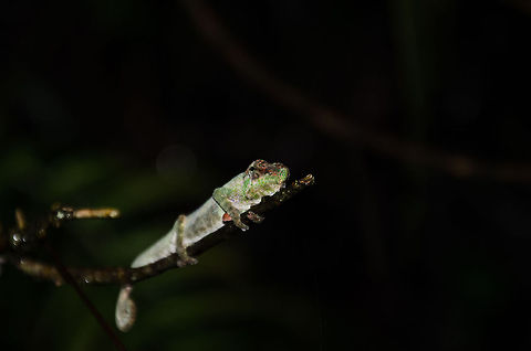 Big-nosed chameleon in Ranomafana 2 Note:identified with the help of Nick Garbutt. Big-nosed chameleon,Calumma nasutum,Madagascar,Ranomafana National Park