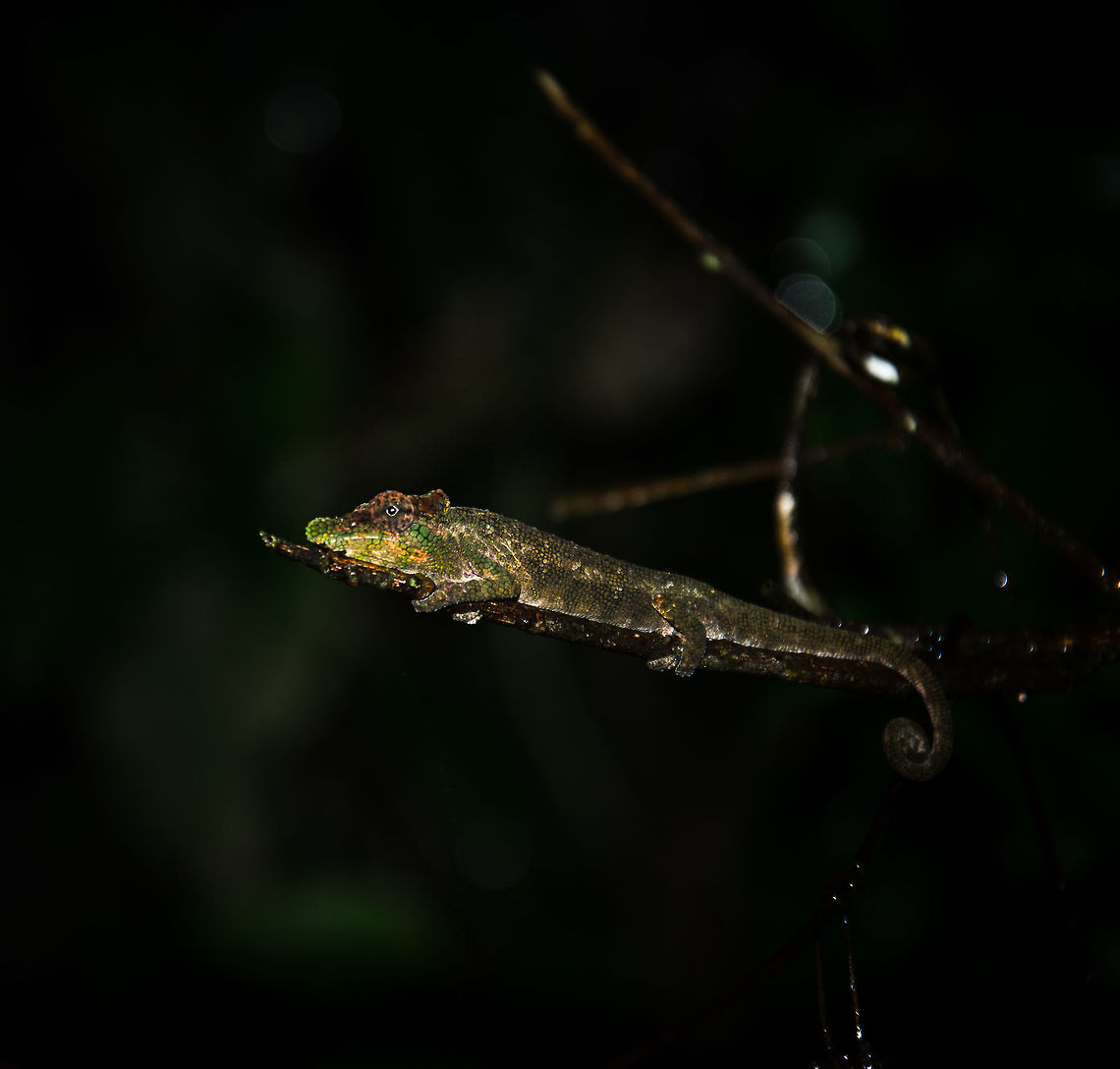 Big-nosed chameleon in Ranomafana Note:identified with the help of Nick Garbutt. Big-nosed chameleon,Calumma nasutum,Geotagged,Madagascar,Ranomafana National Park