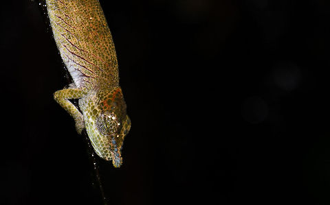 Big-nosed chameleon at night in Ranomafana Note:identified with the help of Nick Garbutt. Big-nosed chameleon,Calumma boettgeri,Calumma nasutum,Madagascar,Ranomafana National Park
