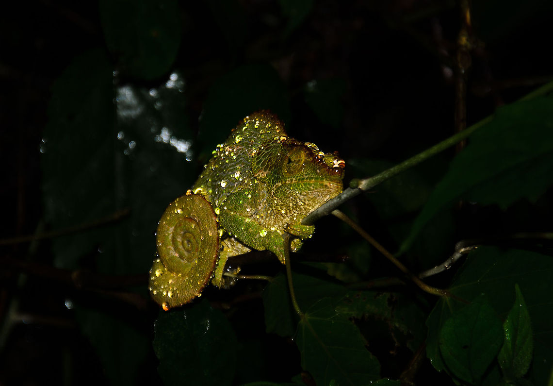 O'shaughnessy's chameleon at night, Ranomafana Note: I'm having trouble identifying these chameleons so I have asked for help. Will update the identification as soon as I know more. Calumma oshaughnessy,Madagascar,O'shaughnessy's chameleon,Ranomafana National Park