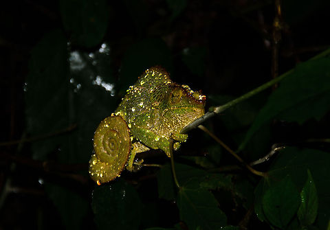 O'shaughnessy's chameleon at night, Ranomafana Note: I'm having trouble identifying these chameleons so I have asked for help. Will update the identification as soon as I know more. Calumma oshaughnessy,Madagascar,O'shaughnessy's chameleon,Ranomafana National Park