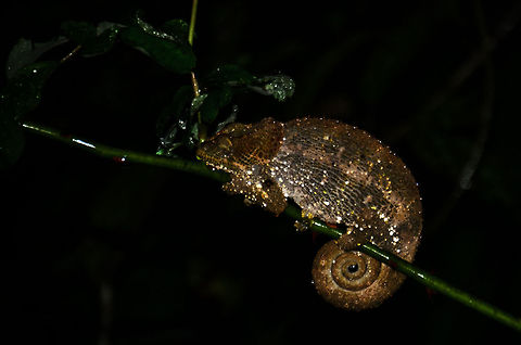Female blue-legged chameleon in Ranomafana Note: Identified with the help of Nick Garbutt. Blue-legged chameleon,Calumma crypticum,Madagascar,Ranomafana National Park