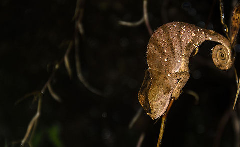 Juvenile O' shaughnessy's chameleon at night in Ranomafana Note: Identified with the help of Nick Garbutt. Calumma oshaughnessy,Geotagged,Madagascar,O'shaughnessy's chameleon,Ranomafana National Park
