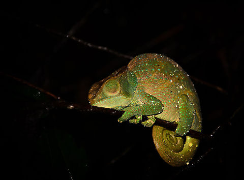 Raindrops on female O'shaughnessy's chameleon in Ranomafana Note: identified with the help of Nick Garbutt. Calumma oshaughnessy,Madagascar,O'shaughnessy's chameleon,Ranomafana National Park