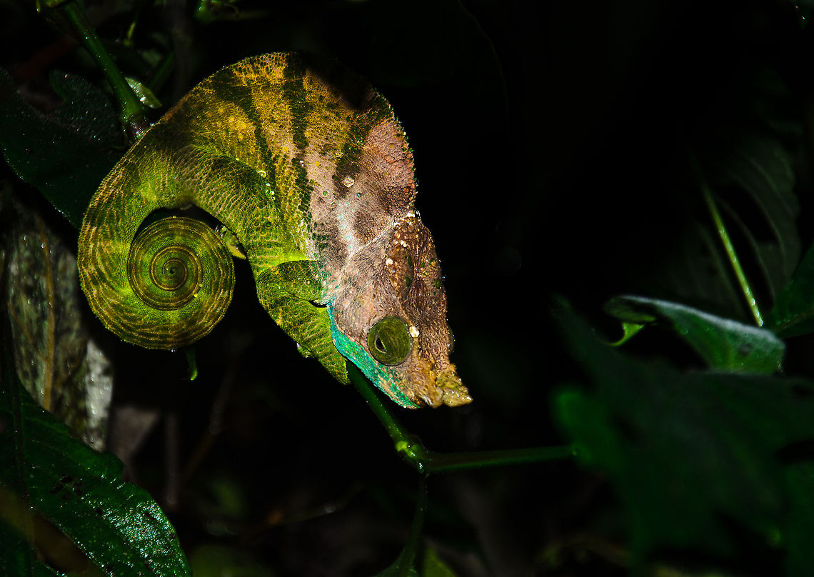Calumma oshaughnessyi at night in Ranomafana Very happy to find this exotic and colorful beautiful chameleon during a night tour in Ranomafana. Calumma oshaughnessy,Madagascar,O'shaughnessy's chameleon,Ranomafana National Park