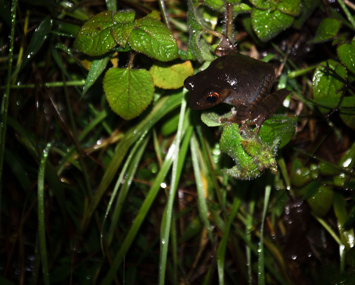 Boophis madagascariensis at night in Ranomafana I had to up the exposure to +2EV, otherwise this pitch black frog was not visible on the photo, not even with head-on flash. Boophis madagascariensis,Geotagged,Madagascar,Ranomafana National Park