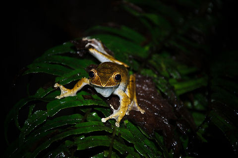 Boophis madagascariensis at night in Ranomafana, Madagascar At the very end of our night walk in Ranomafana, with one leg back in the car, we saw a small reflection in the bushes. Upon closer inspection this boophis majori was comfortably staring at us from a big leaf, not scared at all. Boophis madagascariensis,Geotagged,Madagascar,Ranomafana National Park