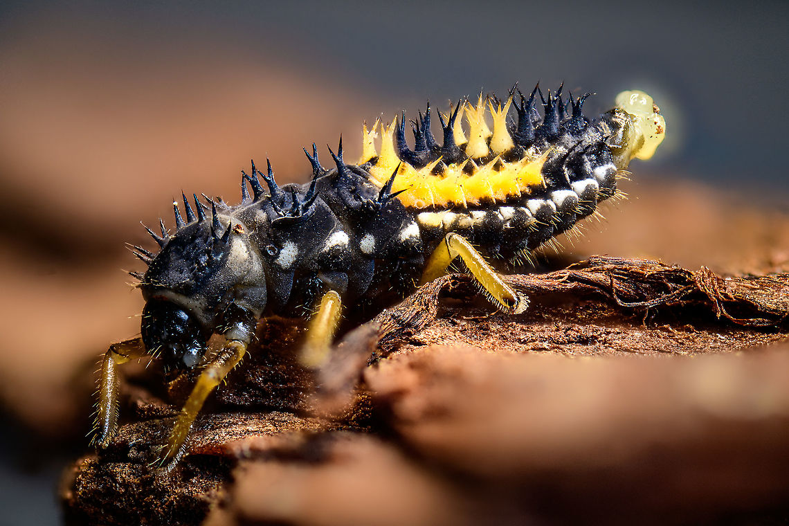 Harmonia axyridis 4th instar larva, Heesch, Netherlands Extreme macro of the 4th larva phase of this omnipresent ladybug. I managed to stack this one whilst alive, as they are relatively immobile once settled. Perhaps it finds confidence in its spiky defense. Extreme Macro,Harmonia axyridis,WeMacro