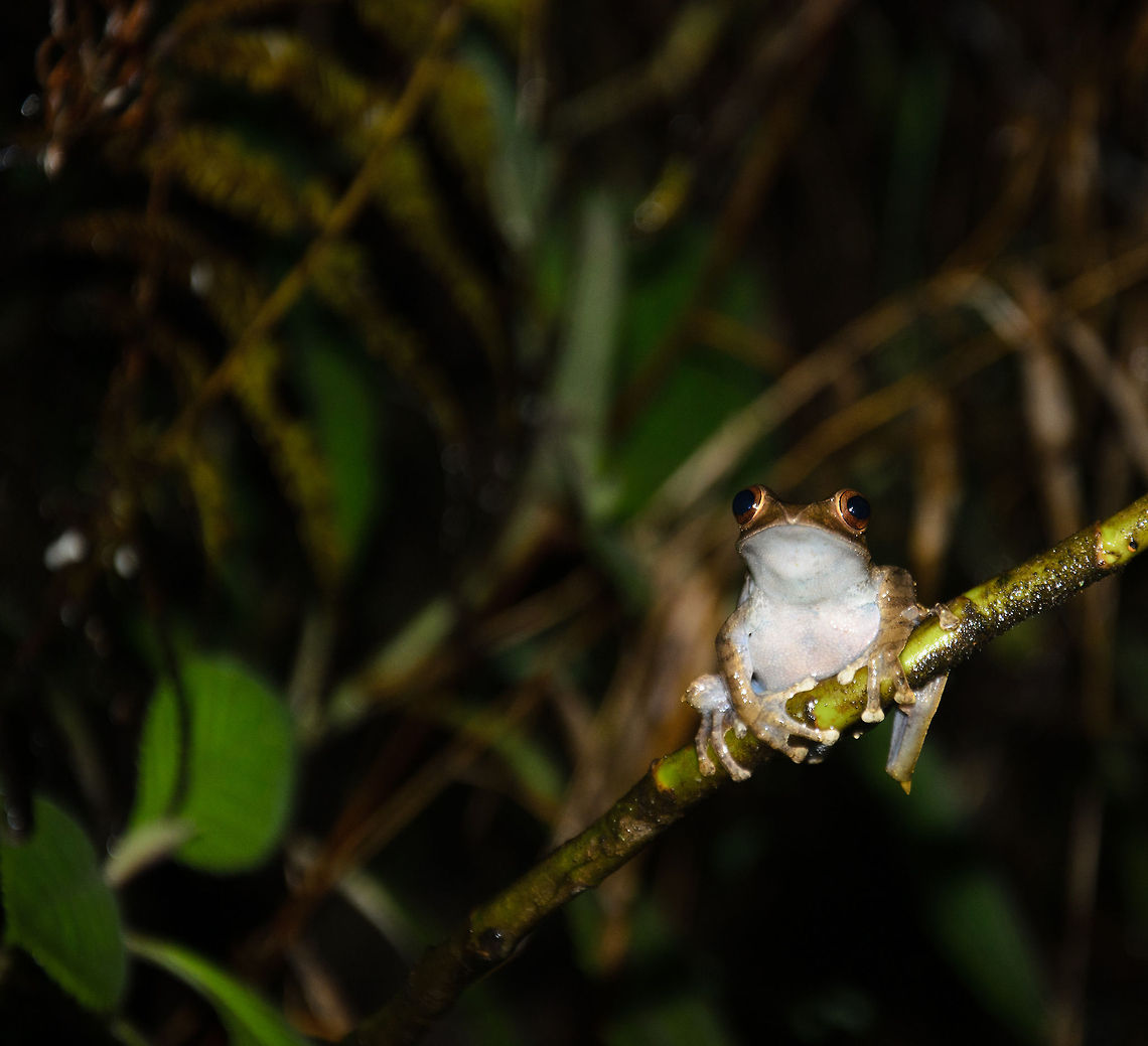 Boophis majori at night holding on to branch A boophis majori we found at night in Ranomafana, Madagascar. It&#039;s a pretty curious fella, not intimidated by flash lights at all. Boophis majori,Geotagged,Madagascar,Ranomafana National Park