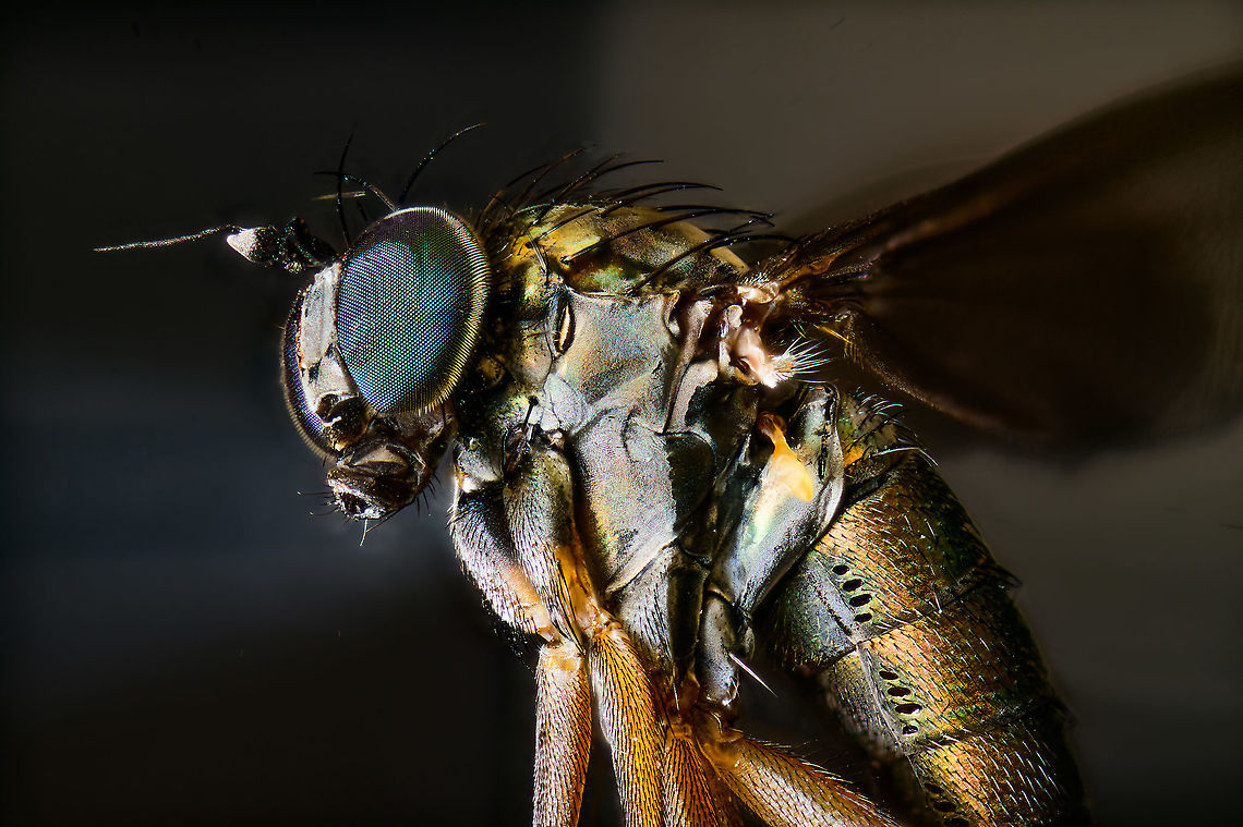 Diptera, subf. Dolichopodinae - closeup, Heesch, Netherlands 2.5 and 5x macro shots of this tiny fly I found in the garden, and sacrificed. I didn&#039;t take notes on the size, but I&#039;d say it&#039;s roughly 0.7-1cm. It has a nice glittering appearance that I did not expect. <br />
<figure class="photo"><a href="https://www.jungledragon.com/image/96690/diptera_subf._dolichopodinae_-_full_body_heesch_netherlands.html" title="Diptera, subf. Dolichopodinae - full body, Heesch, Netherlands"><img src="https://s3.amazonaws.com/media.jungledragon.com/images/2/96690_thumb.jpg?AWSAccessKeyId=05GMT0V3GWVNE7GGM1R2&Expires=1759968010&Signature=WmaUbgIYsH82eu4C6nOvZIDmCY4%3D" width="200" height="134" alt="Diptera, subf. Dolichopodinae - full body, Heesch, Netherlands 2.5 and 5x macro shots of this tiny fly I found in the garden, and sacrificed. I didn&#039;t take notes on the size, but I&#039;d say it&#039;s roughly 0.7-1cm. It has a nice glittering appearance that I did not expect. <br />
https://www.jungledragon.com/image/96689/diptera_-_closeup_heesch_netherlands.html Extreme Macro" /></a></figure> Extreme Macro,WeMacro