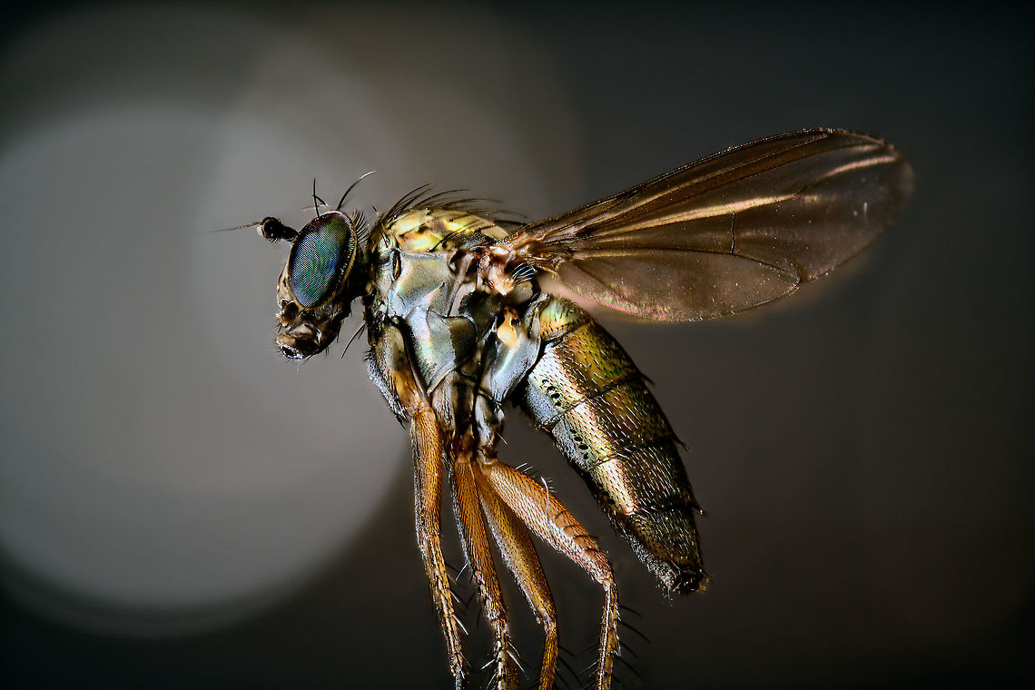 Diptera, subf. Dolichopodinae - full body, Heesch, Netherlands 2.5 and 5x macro shots of this tiny fly I found in the garden, and sacrificed. I didn't take notes on the size, but I'd say it's roughly 0.7-1cm. It has a nice glittering appearance that I did not expect. <br />
<figure class="photo"><a href="https://www.jungledragon.com/image/96689/diptera_subf._dolichopodinae_-_closeup_heesch_netherlands.html" title="Diptera, subf. Dolichopodinae - closeup, Heesch, Netherlands"><img src="https://s3.amazonaws.com/media.jungledragon.com/images/2/96689_thumb.jpg?AWSAccessKeyId=05GMT0V3GWVNE7GGM1R2&Expires=1759968010&Signature=AfZKXXeJBzYiG3BxBzop1MarstU%3D" width="200" height="134" alt="Diptera, subf. Dolichopodinae - closeup, Heesch, Netherlands 2.5 and 5x macro shots of this tiny fly I found in the garden, and sacrificed. I didn't take notes on the size, but I'd say it's roughly 0.7-1cm. It has a nice glittering appearance that I did not expect. <br />
https://www.jungledragon.com/image/96690/diptera_-_full_body_heesch_netherlands.html Extreme Macro,WeMacro" /></a></figure> Extreme Macro