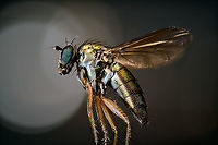 Diptera, subf. Dolichopodinae - full body, Heesch, Netherlands 2.5 and 5x macro shots of this tiny fly I found in the garden, and sacrificed. I didn't take notes on the size, but I'd say it's roughly 0.7-1cm. It has a nice glittering appearance that I did not expect. <br />
https://www.jungledragon.com/image/96689/diptera_-_closeup_heesch_netherlands.html Extreme Macro