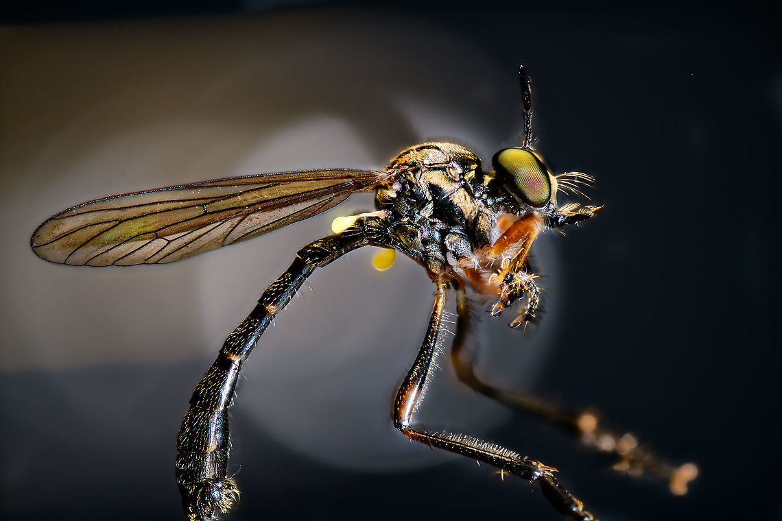 Common red-legged robberfly - full body, Heesch, Netherlands Tentative species. This is definitely Dioctria sp. based on size, relative lack of hair, body build. Another key for this species are the dark thighs whilst front legs are orange/red and the antennae being relatively large compared to others in the genus. <br />
<br />
Dioctria hyalipennis is an alternative candidate yet has a more clear white stripe across the abdomen, although some individuals may lack it, hence my doubt. Statistically, Dioctria rufipes is much more likely.<br />
<figure class="photo"><a href="https://www.jungledragon.com/image/96696/common_red-legged_robberfly_-_frontal_heesch_netherlands.html" title="Common red-legged robberfly - frontal, Heesch, Netherlands"><img src="https://s3.amazonaws.com/media.jungledragon.com/images/2/96696_thumb.jpg?AWSAccessKeyId=05GMT0V3GWVNE7GGM1R2&Expires=1769040010&Signature=lUEYFQGC4tYCcpb3ZWnnvnf2ctI%3D" width="200" height="134" alt="Common red-legged robberfly - frontal, Heesch, Netherlands Tentative species. This is definitely Dioctria sp. based on size, relative lack of hair, body build. Another key for this species are the dark thighs whilst front legs are orange/red and the antennae being relatively large compared to others in the genus. <br />
<br />
Dioctria hyalipennis is an alternative candidate yet has a more clear white stripe across the abdomen, although some individuals may lack it, hence my doubt. Statistically, Dioctria rufipes is much more likely.<br />
https://www.jungledragon.com/image/96695/common_red-legged_robberfly_-_full_body_heesch_netherlands.html Common red-legged robberfly,Dioctria rufipes,Extreme Macro" /></a></figure> Dioctria rufipes,Extreme Macro,WeMacro