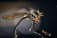 Common red-legged robberfly - full body, Heesch, Netherlands Tentative species. This is definitely Dioctria sp. based on size, relative lack of hair, body build. Another key for this species are the dark thighs whilst front legs are orange/red and the antennae being relatively large compared to others in the genus. <br />
<br />
Dioctria hyalipennis is an alternative candidate yet has a more clear white stripe across the abdomen, although some individuals may lack it, hence my doubt. Statistically, Dioctria rufipes is much more likely.<br />
https://www.jungledragon.com/image/96696/common_red-legged_robberfly_-_frontal_heesch_netherlands.html Dioctria rufipes,Extreme Macro,WeMacro