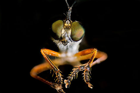 Common red-legged robberfly - frontal, Heesch, Netherlands Tentative species. This is definitely Dioctria sp. based on size, relative lack of hair, body build. Another key for this species are the dark thighs whilst front legs are orange/red and the antennae being relatively large compared to others in the genus. 

Dioctria hyalipennis is an alternative candidate yet has a more clear white stripe across the abdomen, although some individuals may lack it, hence my doubt. Statistically, Dioctria rufipes is much more likely.
https://www.jungledragon.com/image/96695/common_red-legged_robberfly_-_full_body_heesch_netherlands.html Common red-legged robberfly,Dioctria rufipes,Extreme Macro