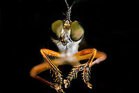 Common red-legged robberfly - frontal, Heesch, Netherlands Tentative species. This is definitely Dioctria sp. based on size, relative lack of hair, body build. Another key for this species are the dark thighs whilst front legs are orange/red and the antennae being relatively large compared to others in the genus. <br />
<br />
Dioctria hyalipennis is an alternative candidate yet has a more clear white stripe across the abdomen, although some individuals may lack it, hence my doubt. Statistically, Dioctria rufipes is much more likely.<br />
https://www.jungledragon.com/image/96695/common_red-legged_robberfly_-_full_body_heesch_netherlands.html Common red-legged robberfly,Dioctria rufipes,Extreme Macro
