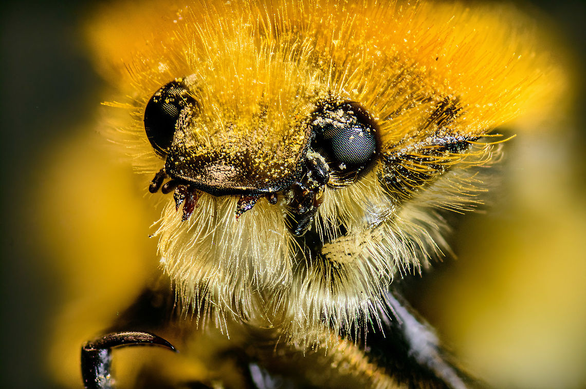 Brush Beetle portrait, Heesch, Netherlands Extra macro (5:1) photo of a pollen lovin&#039; brush beetle.<br />
<figure class="photo"><a href="https://www.jungledragon.com/image/96753/brush_beetle_side_view_heesch_netherlands.html" title="Brush Beetle side view, Heesch, Netherlands"><img src="https://s3.amazonaws.com/media.jungledragon.com/images/2/96753_thumb.jpg?AWSAccessKeyId=05GMT0V3GWVNE7GGM1R2&Expires=1759968010&Signature=qjgPOWUCW0sHKy0B1toj7yx8QdQ%3D" width="200" height="134" alt="Brush Beetle side view, Heesch, Netherlands Extra macro (5:1) photo of a pollen lovin&#039; brush beetle.<br />
https://www.jungledragon.com/image/96752/brush_beetle_portrait_heesch_netherlands.html<br />
For a full body shot, check out Paul&#039;s awesome photo:<br />
<br />
https://www.jungledragon.com/image/96707/trichius_zonatus.html Extreme Macro,French Flower Chafer,The Netherlands,Trichius gallicus,Trichius zonatus" /></a></figure><br />
For a full body shot, check out Paul&#039;s awesome photo:<br />
<br />
<figure class="photo"><a href="https://www.jungledragon.com/image/96707/trichius_gallicus.html" title="Trichius gallicus"><img src="https://s3.amazonaws.com/media.jungledragon.com/images/4061/96707_thumb.JPG?AWSAccessKeyId=05GMT0V3GWVNE7GGM1R2&Expires=1759968010&Signature=YQPppljLeFxulVjRVYnH%2Bpv5u6Q%3D" width="200" height="150" alt="Trichius gallicus Found this beetle today, in a little park in my hometown Wijk bij Duurstede the Netherlands. French Flower Chafer,Geotagged,Netherlands,Summer,Trichius gallicus,Trichius zonatus" /></a></figure> Extreme Macro,Extreme Macro Portraits,French Flower Chafer,The Netherlands,Trichius gallicus,Trichius zonatus,WeMacro