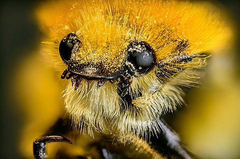 Brush Beetle portrait, Heesch, Netherlands Extra macro (5:1) photo of a pollen lovin' brush beetle.
https://www.jungledragon.com/image/96753/brush_beetle_side_view_heesch_netherlands.html
For a full body shot, check out Paul's awesome photo:
https://www.jungledragon.com/image/96707/trichius_zonatus.html Extreme Macro,Extreme Macro Portraits,French Flower Chafer,The Netherlands,Trichius gallicus,Trichius zonatus,WeMacro
