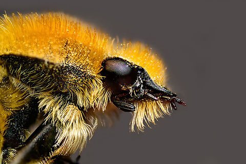 Brush Beetle side view, Heesch, Netherlands Extra macro (5:1) photo of a pollen lovin' brush beetle.
https://www.jungledragon.com/image/96752/brush_beetle_portrait_heesch_netherlands.html
For a full body shot, check out Paul's awesome photo:

https://www.jungledragon.com/image/96707/trichius_zonatus.html Extreme Macro,French Flower Chafer,The Netherlands,Trichius gallicus,Trichius zonatus