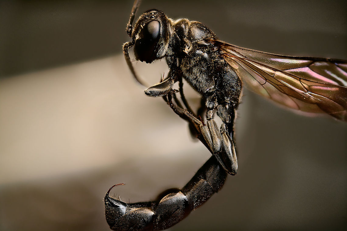 Trypoxylon figulus - full body, Heesch, Netherlands Meet Trypoxylon figulus, in dutch named the &quot;Pottenbakkerswesp&quot; =&gt; Pot bakery wasp. <br />
<br />
These tiny wasps (8-15mm) don&#039;t bake pots yet may visit insect/bee hotels. Initially I figured it to be a sawfly or other parasite, going for the bees. Instead, it&#039;s simply a resident of the hotel. They hunt for tiny spiders and stuff their room in the hotel with as many as they can, for their offspring. The finishing touch is a layer of clay, to seal the hole. Pot baked.<br />
<br />
Some people have documented both males and females completing the sealing, which is highly unusual for wasps where males do absolutely nothing for their offspring. Males are born much earlier than the female, as soon as the females exits her nest of birth, she&#039;s immediately overwhelmed by males wishing to mate.<br />
<br />
Their venomous sting is described as to almost instantly paralyze the spider. It needs to be this strong as this wasp is not immune to the spider&#039;s bite.<br />
<br />
It&#039;s in dutch, but this excellent article has many photos of their life cycle, scroll down to &quot;pottenbakkerwesp&quot;.<br />
<br />
<a href="https://www.bestuivers.nl/Portals/5/Publicaties/Bijengasten_Hoofdstukken/Bijenhotelgasten_h18.pdf" rel="nofollow">https://www.bestuivers.nl/Portals/5/Publicaties/Bijengasten_Hoofdstukken/Bijenhotelgasten_h18.pdf</a><br />
<br />
<figure class="photo"><a href="https://www.jungledragon.com/image/96777/trypoxylon_figulus_-_frontal_heesch_netherlands.html" title="Trypoxylon figulus - frontal, Heesch, Netherlands"><img src="https://s3.amazonaws.com/media.jungledragon.com/images/2/96777_thumb.jpg?AWSAccessKeyId=05GMT0V3GWVNE7GGM1R2&Expires=1767225610&Signature=rS4zCdynjKAfuFRcv%2F%2FuLy3BQkI%3D" width="200" height="116" alt="Trypoxylon figulus - frontal, Heesch, Netherlands Meet Trypoxylon figulus, in dutch named the &quot;Pottenbakkerswesp&quot; =&gt; Pot bakery wasp. <br />
<br />
These tiny wasps (8-15mm) don&#039;t bake pots yet may visit insect/bee hotels. Initially I figured it to be a sawfly or other parasite, going for the bees. Instead, it&#039;s simply a resident of the hotel. They hunt for tiny spiders and stuff their room in the hotel with as many as they can, for their offspring. The finishing touch is a layer of clay, to seal the hole. Pot baked.<br />
<br />
Some people have documented both males and females completing the sealing, which is highly unusual for wasps where males do absolutely nothing for their offspring. Males are born much earlier than the female, as soon as the females exits her nest of birth, she&#039;s immediately overwhelmed by males wishing to mate.<br />
<br />
Their venomous sting is described as to almost instantly paralyze the spider. It needs to be this strong as this wasp is not immune to the spider&#039;s bite.<br />
<br />
It&#039;s in dutch, but this excellent article has many photos of their life cycle, scroll down to &quot;pottenbakkerwesp&quot;.<br />
<br />
https://www.bestuivers.nl/Portals/5/Publicaties/Bijengasten_Hoofdstukken/Bijenhotelgasten_h18.pdf<br />
<br />
https://www.jungledragon.com/image/96778/trypoxylon_figulus_-_full_body_heesch_netherlands.html<br />
https://www.jungledragon.com/image/96779/trypoxylon_figulus_-_venomous_sting_heesch_netherlands.html Extreme Macro,Extreme Macro Portraits,Trypoxylon figulus,WeMacro" /></a></figure><br />
<figure class="photo"><a href="https://www.jungledragon.com/image/96779/trypoxylon_figulus_-_venomous_sting_heesch_netherlands.html" title="Trypoxylon figulus - venomous sting, Heesch, Netherlands"><img src="https://s3.amazonaws.com/media.jungledragon.com/images/2/96779_thumb.jpg?AWSAccessKeyId=05GMT0V3GWVNE7GGM1R2&Expires=1767225610&Signature=uwn40IjvrZmJtsh1gCCnebKkHuo%3D" width="200" height="134" alt="Trypoxylon figulus - venomous sting, Heesch, Netherlands Meet Trypoxylon figulus, in dutch named the &quot;Pottenbakkerswesp&quot; =&gt; Pot bakery wasp. <br />
<br />
These tiny wasps (8-15mm) don&#039;t bake pots yet may visit insect/bee hotels. Initially I figured it to be a sawfly or other parasite, going for the bees. Instead, it&#039;s simply a resident of the hotel. They hunt for tiny spiders and stuff their room in the hotel with as many as they can, for their offspring. The finishing touch is a layer of clay, to seal the hole. Pot baked.<br />
<br />
Some people have documented both males and females completing the sealing, which is highly unusual for wasps where males do absolutely nothing for their offspring. Males are born much earlier than the female, as soon as the females exits her nest of birth, she&#039;s immediately overwhelmed by males wishing to mate.<br />
<br />
Their venomous sting is described as to almost instantly paralyze the spider. It needs to be this strong as this wasp is not immune to the spider&#039;s bite.<br />
<br />
It&#039;s in dutch, but this excellent article has many photos of their life cycle, scroll down to &quot;pottenbakkerwesp&quot;.<br />
<br />
https://www.bestuivers.nl/Portals/5/Publicaties/Bijengasten_Hoofdstukken/Bijenhotelgasten_h18.pdf<br />
<br />
https://www.jungledragon.com/image/96777/trypoxylon_figulus_-_frontal_heesch_netherlands.html<br />
https://www.jungledragon.com/image/96778/trypoxylon_figulus_-_full_body_heesch_netherlands.html Extreme Macro,Trypoxylon figulus,WeMacro" /></a></figure> Extreme Macro,Trypoxylon figulus