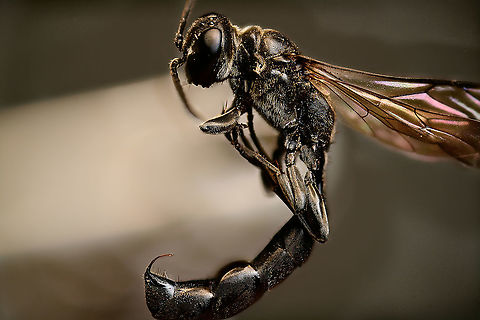 Trypoxylon figulus - full body, Heesch, Netherlands Meet Trypoxylon figulus, in dutch named the "Pottenbakkerswesp" => Pot bakery wasp. 

These tiny wasps (8-15mm) don't bake pots yet may visit insect/bee hotels. Initially I figured it to be a sawfly or other parasite, going for the bees. Instead, it's simply a resident of the hotel. They hunt for tiny spiders and stuff their room in the hotel with as many as they can, for their offspring. The finishing touch is a layer of clay, to seal the hole. Pot baked.

Some people have documented both males and females completing the sealing, which is highly unusual for wasps where males do absolutely nothing for their offspring. Males are born much earlier than the female, as soon as the females exits her nest of birth, she's immediately overwhelmed by males wishing to mate.

Their venomous sting is described as to almost instantly paralyze the spider. It needs to be this strong as this wasp is not immune to the spider's bite.

It's in dutch, but this excellent article has many photos of their life cycle, scroll down to "pottenbakkerwesp".

https://www.bestuivers.nl/Portals/5/Publicaties/Bijengasten_Hoofdstukken/Bijenhotelgasten_h18.pdf

https://www.jungledragon.com/image/96777/trypoxylon_figulus_-_frontal_heesch_netherlands.html
https://www.jungledragon.com/image/96779/trypoxylon_figulus_-_venomous_sting_heesch_netherlands.html Extreme Macro,Trypoxylon figulus