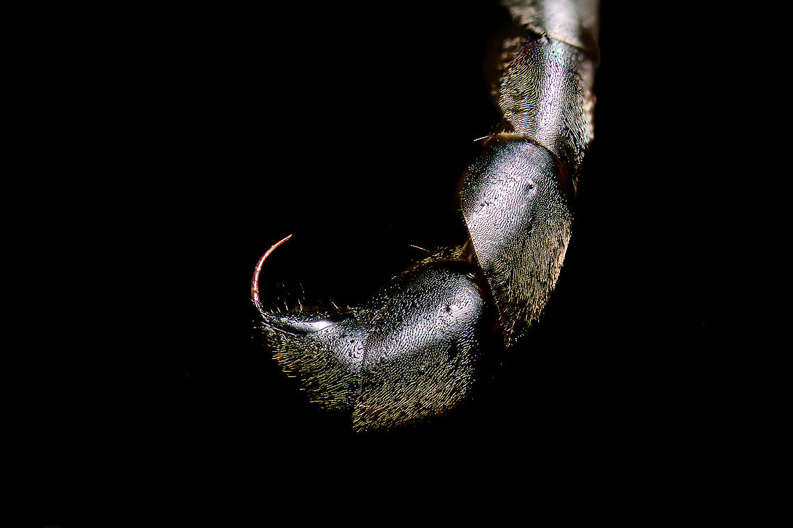 Trypoxylon figulus - venomous sting, Heesch, Netherlands Meet Trypoxylon figulus, in dutch named the "Pottenbakkerswesp" => Pot bakery wasp. <br />
<br />
These tiny wasps (8-15mm) don't bake pots yet may visit insect/bee hotels. Initially I figured it to be a sawfly or other parasite, going for the bees. Instead, it's simply a resident of the hotel. They hunt for tiny spiders and stuff their room in the hotel with as many as they can, for their offspring. The finishing touch is a layer of clay, to seal the hole. Pot baked.<br />
<br />
Some people have documented both males and females completing the sealing, which is highly unusual for wasps where males do absolutely nothing for their offspring. Males are born much earlier than the female, as soon as the females exits her nest of birth, she's immediately overwhelmed by males wishing to mate.<br />
<br />
Their venomous sting is described as to almost instantly paralyze the spider. It needs to be this strong as this wasp is not immune to the spider's bite.<br />
<br />
It's in dutch, but this excellent article has many photos of their life cycle, scroll down to "pottenbakkerwesp".<br />
<br />
<a href="https://www.bestuivers.nl/Portals/5/Publicaties/Bijengasten_Hoofdstukken/Bijenhotelgasten_h18.pdf" rel="nofollow">https://www.bestuivers.nl/Portals/5/Publicaties/Bijengasten_Hoofdstukken/Bijenhotelgasten_h18.pdf</a><br />
<br />
<figure class="photo"><a href="https://www.jungledragon.com/image/96777/trypoxylon_figulus_-_frontal_heesch_netherlands.html" title="Trypoxylon figulus - frontal, Heesch, Netherlands"><img src="https://s3.amazonaws.com/media.jungledragon.com/images/2/96777_thumb.jpg?AWSAccessKeyId=05GMT0V3GWVNE7GGM1R2&Expires=1763596810&Signature=dV0kVbqnM4zqtSwxOYrQO0UeR2E%3D" width="200" height="116" alt="Trypoxylon figulus - frontal, Heesch, Netherlands Meet Trypoxylon figulus, in dutch named the "Pottenbakkerswesp" => Pot bakery wasp. <br />
<br />
These tiny wasps (8-15mm) don't bake pots yet may visit insect/bee hotels. Initially I figured it to be a sawfly or other parasite, going for the bees. Instead, it's simply a resident of the hotel. They hunt for tiny spiders and stuff their room in the hotel with as many as they can, for their offspring. The finishing touch is a layer of clay, to seal the hole. Pot baked.<br />
<br />
Some people have documented both males and females completing the sealing, which is highly unusual for wasps where males do absolutely nothing for their offspring. Males are born much earlier than the female, as soon as the females exits her nest of birth, she's immediately overwhelmed by males wishing to mate.<br />
<br />
Their venomous sting is described as to almost instantly paralyze the spider. It needs to be this strong as this wasp is not immune to the spider's bite.<br />
<br />
It's in dutch, but this excellent article has many photos of their life cycle, scroll down to "pottenbakkerwesp".<br />
<br />
https://www.bestuivers.nl/Portals/5/Publicaties/Bijengasten_Hoofdstukken/Bijenhotelgasten_h18.pdf<br />
<br />
https://www.jungledragon.com/image/96778/trypoxylon_figulus_-_full_body_heesch_netherlands.html<br />
https://www.jungledragon.com/image/96779/trypoxylon_figulus_-_venomous_sting_heesch_netherlands.html Extreme Macro,Extreme Macro Portraits,Trypoxylon figulus,WeMacro" /></a></figure><br />
<figure class="photo"><a href="https://www.jungledragon.com/image/96778/trypoxylon_figulus_-_full_body_heesch_netherlands.html" title="Trypoxylon figulus - full body, Heesch, Netherlands"><img src="https://s3.amazonaws.com/media.jungledragon.com/images/2/96778_thumb.jpg?AWSAccessKeyId=05GMT0V3GWVNE7GGM1R2&Expires=1763596810&Signature=eRDogu5NC9b3PVfRkaRmN59MZCE%3D" width="200" height="134" alt="Trypoxylon figulus - full body, Heesch, Netherlands Meet Trypoxylon figulus, in dutch named the "Pottenbakkerswesp" => Pot bakery wasp. <br />
<br />
These tiny wasps (8-15mm) don't bake pots yet may visit insect/bee hotels. Initially I figured it to be a sawfly or other parasite, going for the bees. Instead, it's simply a resident of the hotel. They hunt for tiny spiders and stuff their room in the hotel with as many as they can, for their offspring. The finishing touch is a layer of clay, to seal the hole. Pot baked.<br />
<br />
Some people have documented both males and females completing the sealing, which is highly unusual for wasps where males do absolutely nothing for their offspring. Males are born much earlier than the female, as soon as the females exits her nest of birth, she's immediately overwhelmed by males wishing to mate.<br />
<br />
Their venomous sting is described as to almost instantly paralyze the spider. It needs to be this strong as this wasp is not immune to the spider's bite.<br />
<br />
It's in dutch, but this excellent article has many photos of their life cycle, scroll down to "pottenbakkerwesp".<br />
<br />
https://www.bestuivers.nl/Portals/5/Publicaties/Bijengasten_Hoofdstukken/Bijenhotelgasten_h18.pdf<br />
<br />
https://www.jungledragon.com/image/96777/trypoxylon_figulus_-_frontal_heesch_netherlands.html<br />
https://www.jungledragon.com/image/96779/trypoxylon_figulus_-_venomous_sting_heesch_netherlands.html Extreme Macro,Trypoxylon figulus" /></a></figure> Extreme Macro,Trypoxylon figulus,WeMacro