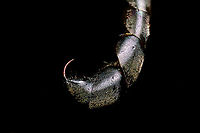 Trypoxylon figulus - venomous sting, Heesch, Netherlands Meet Trypoxylon figulus, in dutch named the "Pottenbakkerswesp" => Pot bakery wasp. <br />
<br />
These tiny wasps (8-15mm) don't bake pots yet may visit insect/bee hotels. Initially I figured it to be a sawfly or other parasite, going for the bees. Instead, it's simply a resident of the hotel. They hunt for tiny spiders and stuff their room in the hotel with as many as they can, for their offspring. The finishing touch is a layer of clay, to seal the hole. Pot baked.<br />
<br />
Some people have documented both males and females completing the sealing, which is highly unusual for wasps where males do absolutely nothing for their offspring. Males are born much earlier than the female, as soon as the females exits her nest of birth, she's immediately overwhelmed by males wishing to mate.<br />
<br />
Their venomous sting is described as to almost instantly paralyze the spider. It needs to be this strong as this wasp is not immune to the spider's bite.<br />
<br />
It's in dutch, but this excellent article has many photos of their life cycle, scroll down to "pottenbakkerwesp".<br />
<br />
https://www.bestuivers.nl/Portals/5/Publicaties/Bijengasten_Hoofdstukken/Bijenhotelgasten_h18.pdf<br />
<br />
https://www.jungledragon.com/image/96777/trypoxylon_figulus_-_frontal_heesch_netherlands.html<br />
https://www.jungledragon.com/image/96778/trypoxylon_figulus_-_full_body_heesch_netherlands.html Extreme Macro,Trypoxylon figulus,WeMacro