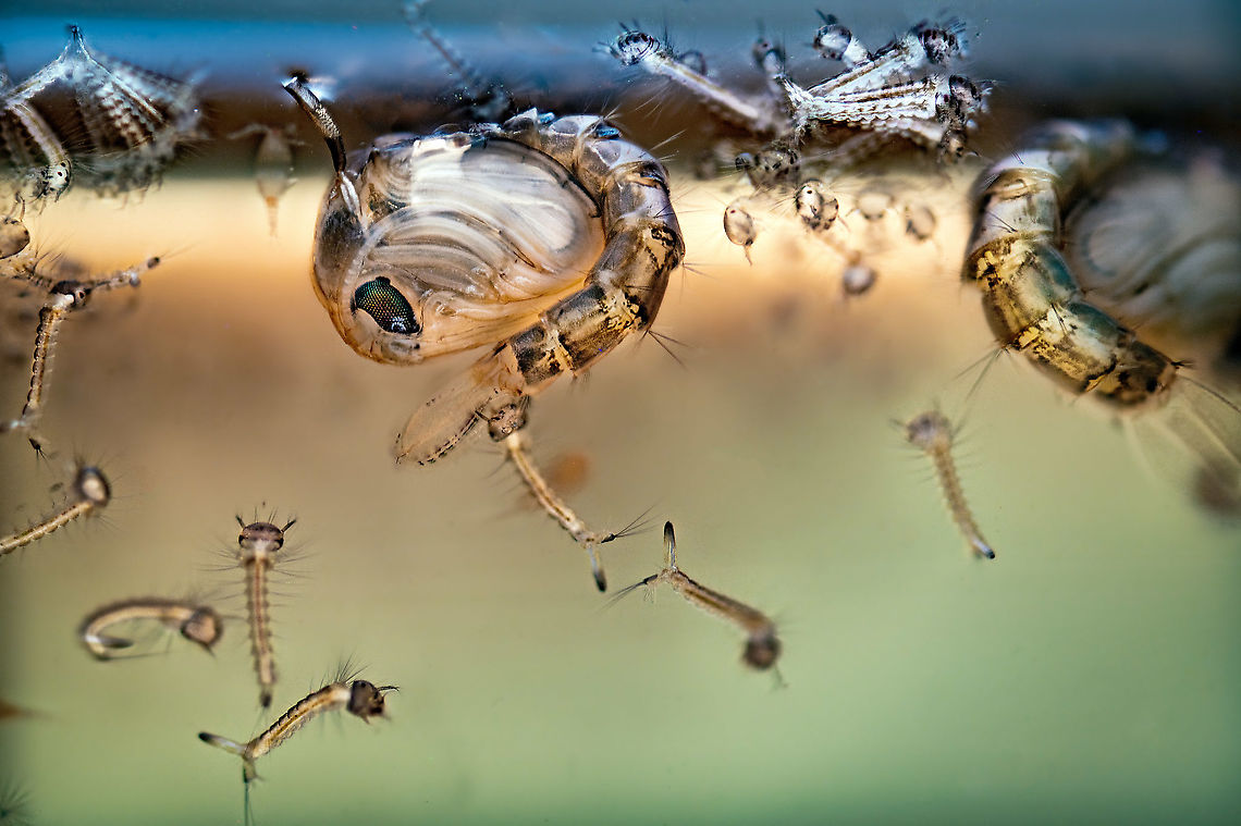 Mosquito larvae and pupae lifecycle - extreme macro, Heesch, Netherlands Here&#039;s a prime example of a pretty bad idea achieving a goal I didn&#039;t even know I had. Or let&#039;s just call it luck.<br />
<br />
In another post, Christine encouraged me to look for mosquito eggs/larvae in still waters. So I took the lazy approach, one of my two small ponds in the garden is in the shade and wind-free, and I actually found some there. <br />
<br />
I just poured some of them into a glass. That was the easy part. Next, extreme macro poses a huge challenge here since the water moves, subjects move, which again causes the water to move. Surely the scene isn&#039;t static enough to do a deep stack, which typically takes at least 5 minutes to run and require the subject to not even move by 1 mm, or even 0.1mm.<br />
<br />
Out of desperation to at least capture something, I went for it anyway, and the outcome I think is pretty hilarious. To describe what&#039;s going on:<br />
<br />
- There&#039;s 3 larvae in the scene. One is in the bottom half of the image swimming around, the stack process creating multiple exposures of its movement.<br />
<br />
- The other 2 larvae are attached to the water surface. They use siphon tubes to breath, hanging upside down. You can see the multiple exposures hinting at their movement when attached.<br />
<br />
- There&#039;s 1.5 pupae in the scene, the big creature hanging upside down. In this phase it doesn&#039;t feed yet it&#039;s not immobile. When disturbing the water, it instantly sinks to the bottom. And back up again when it&#039;s safe.<br />
<br />
- In the top right is a single water flea interacting with a mosquito larva.<br />
<br />
This entire scene is just about 1cm wide, a tiny section of a glass. As a casual observation, in the few hours I was busy with this glass, 3 pupae transformed into adults and flew away. <br />
<br />
More to come later :) Culex pipiens,Extreme Macro,The Netherlands