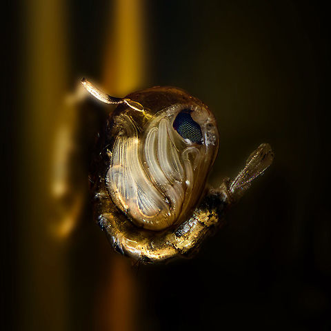 Culex pipiens - pupa 2, Heesch, Netherlands After my lucky 2.5:1 experiment found here:
https://www.jungledragon.com/image/96840/mosquito_larvae_and_pupae_lifecycle_-_extreme_macro_heesch_netherlands.html
...I figured to keep pushing my luck and try a bigger magnification (4x) as well as stronger direct lighting. With a relatively static pupa taking up more of the image, there's less space for its chaotic surroundings. Due to movement in the water itself, the first 2 attempts failed, as the pupa also moved. This is the 3rd try, which I find acceptably sharp given difficult conditions. 

All 3 images are derived from the same single image, just different rotations, crop and post processing in an attempt to show detail in different ways. 

https://www.jungledragon.com/image/96950/culex_pipiens_-_pupa_heesch_netherlands.html
https://www.jungledragon.com/image/96948/culex_pipiens_-_pupa_3_heesch_netherlands.html Culex pipiens,Extreme Macro