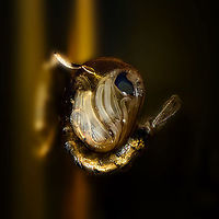 Culex pipiens - pupa 2, Heesch, Netherlands After my lucky 2.5:1 experiment found here:<br />
https://www.jungledragon.com/image/96840/mosquito_larvae_and_pupae_lifecycle_-_extreme_macro_heesch_netherlands.html<br />
...I figured to keep pushing my luck and try a bigger magnification (4x) as well as stronger direct lighting. With a relatively static pupa taking up more of the image, there's less space for its chaotic surroundings. Due to movement in the water itself, the first 2 attempts failed, as the pupa also moved. This is the 3rd try, which I find acceptably sharp given difficult conditions. <br />
<br />
All 3 images are derived from the same single image, just different rotations, crop and post processing in an attempt to show detail in different ways. <br />
<br />
https://www.jungledragon.com/image/96950/culex_pipiens_-_pupa_heesch_netherlands.html<br />
https://www.jungledragon.com/image/96948/culex_pipiens_-_pupa_3_heesch_netherlands.html Culex pipiens,Extreme Macro