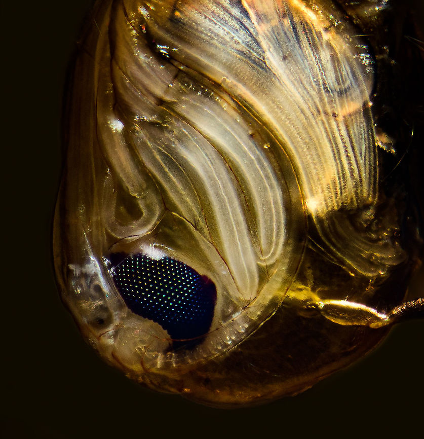 Culex pipiens - pupa 3, Heesch, Netherlands After my lucky 2.5:1 experiment found here:<br />
<figure class="photo"><a href="https://www.jungledragon.com/image/96840/mosquito_larvae_and_pupae_lifecycle_-_extreme_macro_heesch_netherlands.html" title="Mosquito larvae and pupae lifecycle - extreme macro, Heesch, Netherlands"><img src="https://s3.amazonaws.com/media.jungledragon.com/images/2/96840_thumb.jpg?AWSAccessKeyId=05GMT0V3GWVNE7GGM1R2&Expires=1767225610&Signature=Sm9xaFuEX2OAAzhYcCIBAl6i%2Buc%3D" width="200" height="134" alt="Mosquito larvae and pupae lifecycle - extreme macro, Heesch, Netherlands Here&#039;s a prime example of a pretty bad idea achieving a goal I didn&#039;t even know I had. Or let&#039;s just call it luck.<br />
<br />
In another post, Christine encouraged me to look for mosquito eggs/larvae in still waters. So I took the lazy approach, one of my two small ponds in the garden is in the shade and wind-free, and I actually found some there. <br />
<br />
I just poured some of them into a glass. That was the easy part. Next, extreme macro poses a huge challenge here since the water moves, subjects move, which again causes the water to move. Surely the scene isn&#039;t static enough to do a deep stack, which typically takes at least 5 minutes to run and require the subject to not even move by 1 mm, or even 0.1mm.<br />
<br />
Out of desperation to at least capture something, I went for it anyway, and the outcome I think is pretty hilarious. To describe what&#039;s going on:<br />
<br />
- There&#039;s 3 larvae in the scene. One is in the bottom half of the image swimming around, the stack process creating multiple exposures of its movement.<br />
<br />
- The other 2 larvae are attached to the water surface. They use siphon tubes to breath, hanging upside down. You can see the multiple exposures hinting at their movement when attached.<br />
<br />
- There&#039;s 1.5 pupae in the scene, the big creature hanging upside down. In this phase it doesn&#039;t feed yet it&#039;s not immobile. When disturbing the water, it instantly sinks to the bottom. And back up again when it&#039;s safe.<br />
<br />
- In the top right is a single water flea interacting with a mosquito larva.<br />
<br />
This entire scene is just about 1cm wide, a tiny section of a glass. As a casual observation, in the few hours I was busy with this glass, 3 pupae transformed into adults and flew away. <br />
<br />
More to come later :) Culex pipiens,Extreme Macro,The Netherlands" /></a></figure><br />
...I figured to keep pushing my luck and try a bigger magnification (4x) as well as stronger direct lighting. With a relatively static pupa taking up more of the image, there&#039;s less space for its chaotic surroundings. Due to movement in the water itself, the first 2 attempts failed, as the pupa also moved. This is the 3rd try, which I find acceptably sharp given difficult conditions. <br />
<br />
All 3 images are derived from the same single image, just different rotations, crop and post processing in an attempt to show detail in different ways. <br />
<br />
<figure class="photo"><a href="https://www.jungledragon.com/image/96950/culex_pipiens_-_pupa_heesch_netherlands.html" title="Culex pipiens - pupa, Heesch, Netherlands"><img src="https://s3.amazonaws.com/media.jungledragon.com/images/2/96950_thumb.jpg?AWSAccessKeyId=05GMT0V3GWVNE7GGM1R2&Expires=1767225610&Signature=%2FoyNCr%2BUHhPthp8RRnSLz8Bk7Z0%3D" width="200" height="134" alt="Culex pipiens - pupa, Heesch, Netherlands After my lucky 2.5:1 experiment found here:<br />
https://www.jungledragon.com/image/96840/mosquito_larvae_and_pupae_lifecycle_-_extreme_macro_heesch_netherlands.html<br />
...I figured to keep pushing my luck and try a bigger magnification (4x) as well as stronger direct lighting. With a relatively static pupa taking up more of the image, there&#039;s less space for its chaotic surroundings. Due to movement in the water itself, the first 2 attempts failed, as the pupa also moved. This is the 3rd try, which I find acceptably sharp given difficult conditions. <br />
<br />
All 3 images are derived from the same single image, just different rotations, crop and post processing in an attempt to show detail in different ways. <br />
<br />
https://www.jungledragon.com/image/96947/culex_pipiens_-_pupa_2_heesch_netherlands.html<br />
https://www.jungledragon.com/image/96948/culex_pipiens_-_pupa_3_heesch_netherlands.html Culex pipiens,Extreme Macro,WeMacro" /></a></figure><br />
<figure class="photo"><a href="https://www.jungledragon.com/image/96947/culex_pipiens_-_pupa_2_heesch_netherlands.html" title="Culex pipiens - pupa 2, Heesch, Netherlands"><img src="https://s3.amazonaws.com/media.jungledragon.com/images/2/96947_thumb.jpg?AWSAccessKeyId=05GMT0V3GWVNE7GGM1R2&Expires=1767225610&Signature=ytyH4q%2BMK0rtqT5uOZXAN8bkxrU%3D" width="200" height="200" alt="Culex pipiens - pupa 2, Heesch, Netherlands After my lucky 2.5:1 experiment found here:<br />
https://www.jungledragon.com/image/96840/mosquito_larvae_and_pupae_lifecycle_-_extreme_macro_heesch_netherlands.html<br />
...I figured to keep pushing my luck and try a bigger magnification (4x) as well as stronger direct lighting. With a relatively static pupa taking up more of the image, there&#039;s less space for its chaotic surroundings. Due to movement in the water itself, the first 2 attempts failed, as the pupa also moved. This is the 3rd try, which I find acceptably sharp given difficult conditions. <br />
<br />
All 3 images are derived from the same single image, just different rotations, crop and post processing in an attempt to show detail in different ways. <br />
<br />
https://www.jungledragon.com/image/96950/culex_pipiens_-_pupa_heesch_netherlands.html<br />
https://www.jungledragon.com/image/96948/culex_pipiens_-_pupa_3_heesch_netherlands.html Culex pipiens,Extreme Macro" /></a></figure> Culex pipiens,Extreme Macro,Extreme Macro Portraits,WeMacro