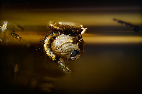 Culex pipiens - pupa, Heesch, Netherlands After my lucky 2.5:1 experiment found here:
https://www.jungledragon.com/image/96840/mosquito_larvae_and_pupae_lifecycle_-_extreme_macro_heesch_netherlands.html
...I figured to keep pushing my luck and try a bigger magnification (4x) as well as stronger direct lighting. With a relatively static pupa taking up more of the image, there's less space for its chaotic surroundings. Due to movement in the water itself, the first 2 attempts failed, as the pupa also moved. This is the 3rd try, which I find acceptably sharp given difficult conditions. 

All 3 images are derived from the same single image, just different rotations, crop and post processing in an attempt to show detail in different ways. 

https://www.jungledragon.com/image/96947/culex_pipiens_-_pupa_2_heesch_netherlands.html
https://www.jungledragon.com/image/96948/culex_pipiens_-_pupa_3_heesch_netherlands.html Culex pipiens,Extreme Macro,WeMacro