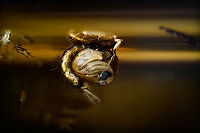 Culex pipiens - pupa, Heesch, Netherlands After my lucky 2.5:1 experiment found here:<br />
https://www.jungledragon.com/image/96840/mosquito_larvae_and_pupae_lifecycle_-_extreme_macro_heesch_netherlands.html<br />
...I figured to keep pushing my luck and try a bigger magnification (4x) as well as stronger direct lighting. With a relatively static pupa taking up more of the image, there's less space for its chaotic surroundings. Due to movement in the water itself, the first 2 attempts failed, as the pupa also moved. This is the 3rd try, which I find acceptably sharp given difficult conditions. <br />
<br />
All 3 images are derived from the same single image, just different rotations, crop and post processing in an attempt to show detail in different ways. <br />
<br />
https://www.jungledragon.com/image/96947/culex_pipiens_-_pupa_2_heesch_netherlands.html<br />
https://www.jungledragon.com/image/96948/culex_pipiens_-_pupa_3_heesch_netherlands.html Culex pipiens,Extreme Macro,WeMacro