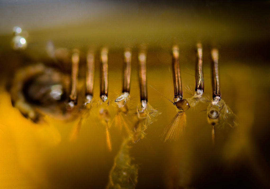 Mosquito siphon tubes - extreme macro, Heesch, Netherlands To complete this little series of documenting parts of the life cycle of a mosquito...<br />
<figure class="photo"><a href="https://www.jungledragon.com/image/96840/mosquito_larvae_and_pupae_lifecycle_-_extreme_macro_heesch_netherlands.html" title="Mosquito larvae and pupae lifecycle - extreme macro, Heesch, Netherlands"><img src="https://s3.amazonaws.com/media.jungledragon.com/images/2/96840_thumb.jpg?AWSAccessKeyId=05GMT0V3GWVNE7GGM1R2&Expires=1759968010&Signature=kUykmVGueKpULm%2BWYvxSm94aXhg%3D" width="200" height="134" alt="Mosquito larvae and pupae lifecycle - extreme macro, Heesch, Netherlands Here&#039;s a prime example of a pretty bad idea achieving a goal I didn&#039;t even know I had. Or let&#039;s just call it luck.<br />
<br />
In another post, Christine encouraged me to look for mosquito eggs/larvae in still waters. So I took the lazy approach, one of my two small ponds in the garden is in the shade and wind-free, and I actually found some there. <br />
<br />
I just poured some of them into a glass. That was the easy part. Next, extreme macro poses a huge challenge here since the water moves, subjects move, which again causes the water to move. Surely the scene isn&#039;t static enough to do a deep stack, which typically takes at least 5 minutes to run and require the subject to not even move by 1 mm, or even 0.1mm.<br />
<br />
Out of desperation to at least capture something, I went for it anyway, and the outcome I think is pretty hilarious. To describe what&#039;s going on:<br />
<br />
- There&#039;s 3 larvae in the scene. One is in the bottom half of the image swimming around, the stack process creating multiple exposures of its movement.<br />
<br />
- The other 2 larvae are attached to the water surface. They use siphon tubes to breath, hanging upside down. You can see the multiple exposures hinting at their movement when attached.<br />
<br />
- There&#039;s 1.5 pupae in the scene, the big creature hanging upside down. In this phase it doesn&#039;t feed yet it&#039;s not immobile. When disturbing the water, it instantly sinks to the bottom. And back up again when it&#039;s safe.<br />
<br />
- In the top right is a single water flea interacting with a mosquito larva.<br />
<br />
This entire scene is just about 1cm wide, a tiny section of a glass. As a casual observation, in the few hours I was busy with this glass, 3 pupae transformed into adults and flew away. <br />
<br />
More to come later :) Culex pipiens,Extreme Macro,The Netherlands" /></a></figure><br />
<figure class="photo"><a href="https://www.jungledragon.com/image/96948/culex_pipiens_-_pupa_3_heesch_netherlands.html" title="Culex pipiens - pupa 3, Heesch, Netherlands"><img src="https://s3.amazonaws.com/media.jungledragon.com/images/2/96948_thumb.jpg?AWSAccessKeyId=05GMT0V3GWVNE7GGM1R2&Expires=1759968010&Signature=c%2FO7qk0P8c5a9sPtiodksC6Kk4Y%3D" width="148" height="152" alt="Culex pipiens - pupa 3, Heesch, Netherlands After my lucky 2.5:1 experiment found here:<br />
https://www.jungledragon.com/image/96840/mosquito_larvae_and_pupae_lifecycle_-_extreme_macro_heesch_netherlands.html<br />
...I figured to keep pushing my luck and try a bigger magnification (4x) as well as stronger direct lighting. With a relatively static pupa taking up more of the image, there&#039;s less space for its chaotic surroundings. Due to movement in the water itself, the first 2 attempts failed, as the pupa also moved. This is the 3rd try, which I find acceptably sharp given difficult conditions. <br />
<br />
All 3 images are derived from the same single image, just different rotations, crop and post processing in an attempt to show detail in different ways. <br />
<br />
https://www.jungledragon.com/image/96950/culex_pipiens_-_pupa_heesch_netherlands.html<br />
https://www.jungledragon.com/image/96947/culex_pipiens_-_pupa_2_heesch_netherlands.html Culex pipiens,Extreme Macro,Extreme Macro Portraits,WeMacro" /></a></figure><br />
...this image shows the siphon tubes that larvae use to breath whilst they hang upside down, show in the first image above. I was hoping to capture a good still with a larva still attached, but failed to do this, they simply move too much for stacking.<br />
<br />
I suppose these are all past usage, of larvae that have now turned into pupae already. You can still see pieces of skin attached, as per my understand they shed skin 4 times before turning into pupae. This would explain the incredible size difference between these little worms.<br />
 Common House Mosquito,Culex pipiens,Extreme Macro