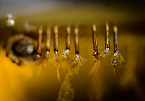 Mosquito siphon tubes - extreme macro, Heesch, Netherlands To complete this little series of documenting parts of the life cycle of a mosquito...
https://www.jungledragon.com/image/96840/mosquito_larvae_and_pupae_lifecycle_-_extreme_macro_heesch_netherlands.html
https://www.jungledragon.com/image/96948/culex_pipiens_-_pupa_3_heesch_netherlands.html
...this image shows the siphon tubes that larvae use to breath whilst they hang upside down, show in the first image above. I was hoping to capture a good still with a larva still attached, but failed to do this, they simply move too much for stacking.

I suppose these are all past usage, of larvae that have now turned into pupae already. You can still see pieces of skin attached, as per my understand they shed skin 4 times before turning into pupae. This would explain the incredible size difference between these little worms.
 Common House Mosquito,Culex pipiens,Extreme Macro