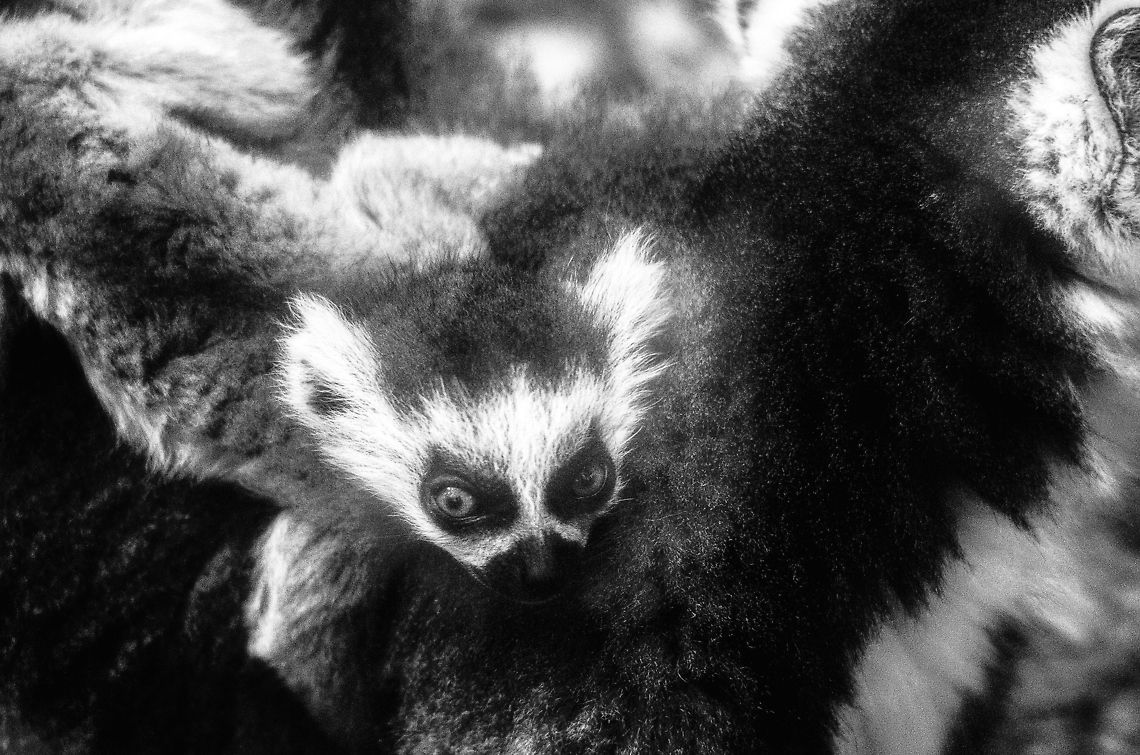Young Ring-tailed lemur clings on to mother 2 Taken in Anja Park, Madagascar. Sorry for the poor technical quality, this day I had a fog problem in my lens. Anja Reserve,Lemur catta,Madagascar,Ring-tailed lemur