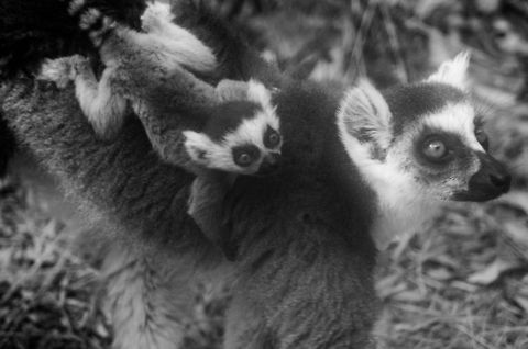 Young Ring-tailed lemur clings on to mother 1 Taken in Anja Park, Madagascar. Sorry for the poor technical quality, this day I had a fog problem in my lens. Anja Reserve,Lemur catta,Madagascar,Ring-tailed lemur
