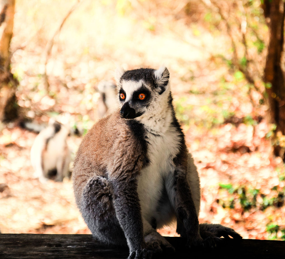 Julien, child of light Portrait of the kind of Madagascar. Anja Reserve,Geotagged,Lemur catta,Madagascar,Ring-tailed lemur