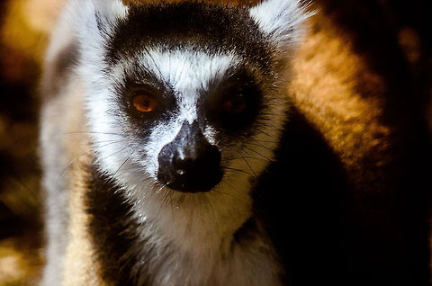 The real king of Madagascar  Anja Reserve,Lemur catta,Madagascar,Ring-tailed lemur