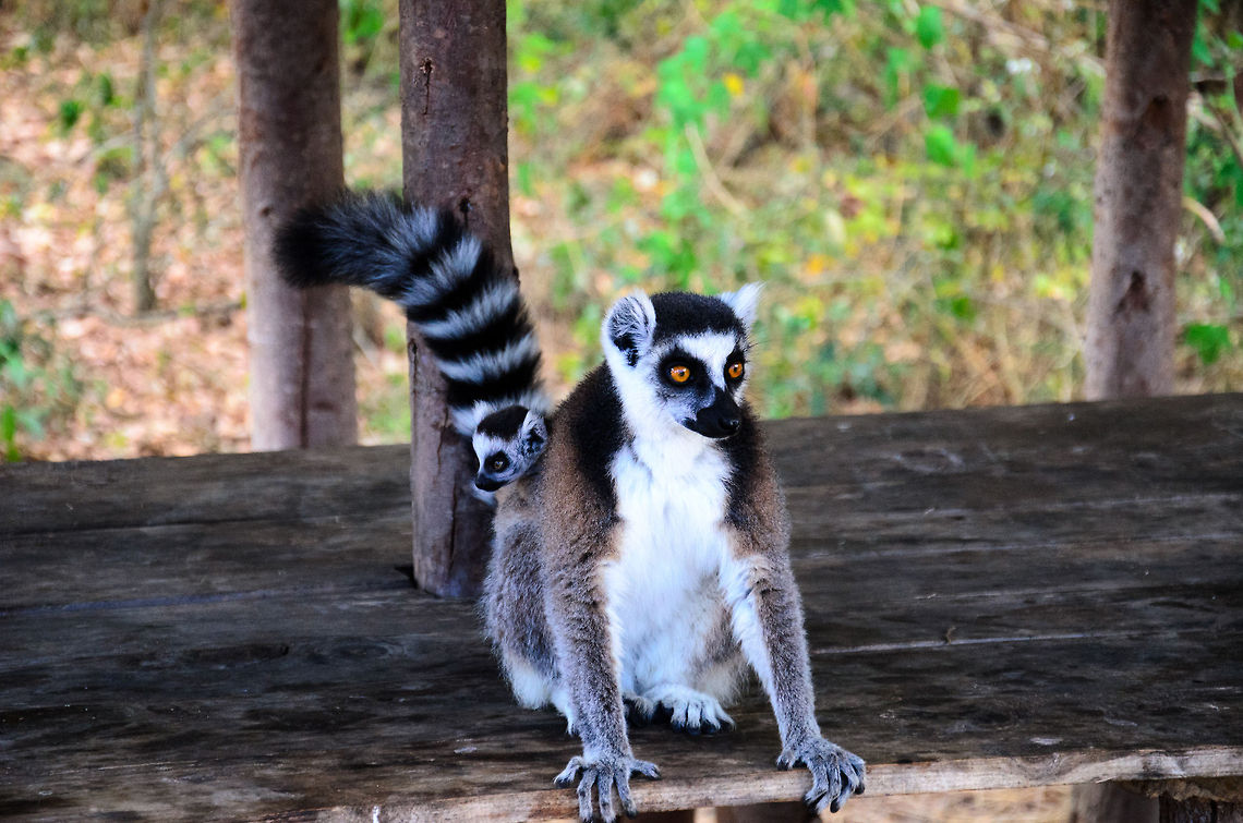 Ring-tailed Lemur with baby  Anja Reserve,Geotagged,Lemur catta,Madagascar,Ring-tailed lemur