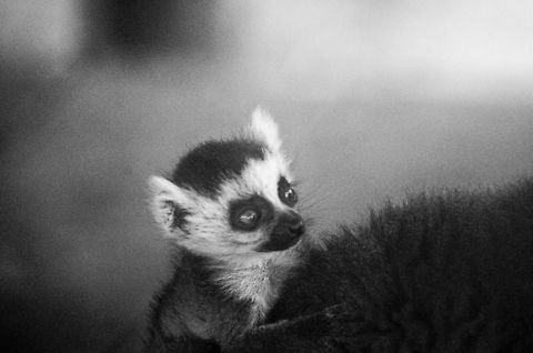 Julien Junior Closeup of a baby Ring-tailed lemur clinging on to its mother. Anja Reserve,Lemur catta,Madagascar,Ring-tailed lemur